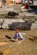 Burma / Myanmar: A young girl sits next to buffaloes used for logging on the Irrawaddy River at Mandalay